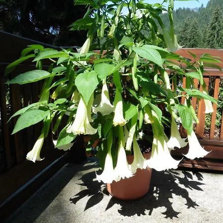 Lägenhet Hilde Lungötz