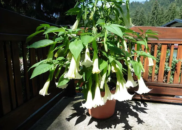 Apartment Hilde Lungötz